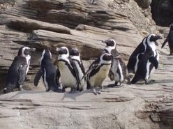 Penguins on Rocks photograph
